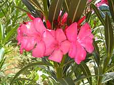 bloeiende oleander (?) in de tuin