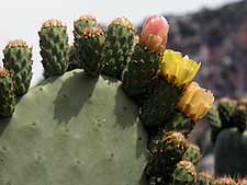 bloeiende cactus in de tuin