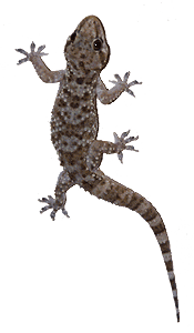 gekko, bij ons op het balkon