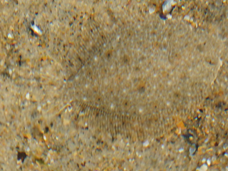 strand bij Maghery vis in poeltje op strand bij Maghery