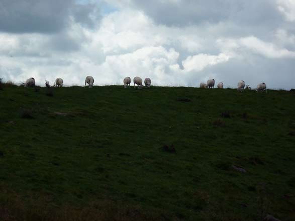 schapen, bij de muur van Hadrianus schapen, bij de muur van Hadrianus