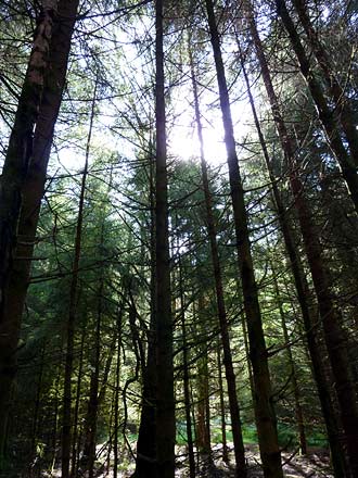 het Queen Elizabeth Forest Park bij Aberfoyle het Queen Elizabeth Forest Park bij Aberfoyle
