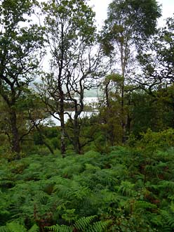 Loch Sunart, door het eieknbos naar de wildlife hide Loch Sunart, door het eieknbos naar de wildlife hide