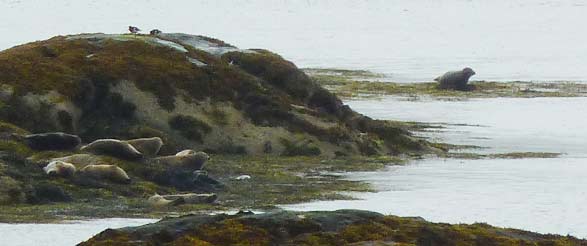 zeehonden op Garbh Eilean, uitzicht vanuit de kijkhut zeehonden op Garbh Eilean, uitzicht vanuit de kijkhut