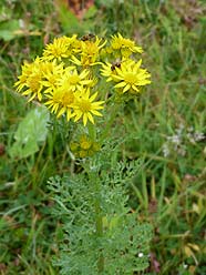 deze plant (Jacobskruid ? ) zie je hier veel deze plant (Jacobskruid ? ) zie je hier veel