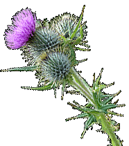 schotse distel schotse distel