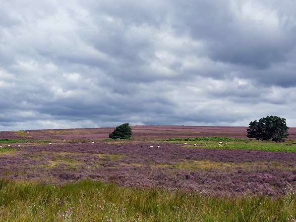 North York Moors op de North York Moors