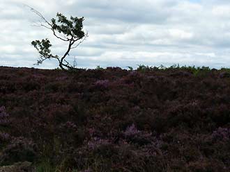 op de North York Moors op de North York Moors