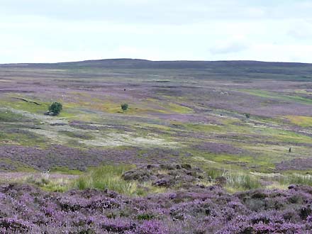op de North York Moors op de North York Moors